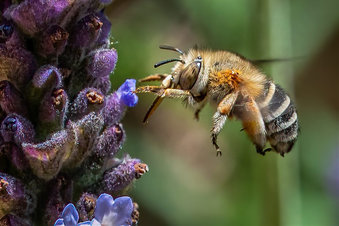 Protecting biodiversity
